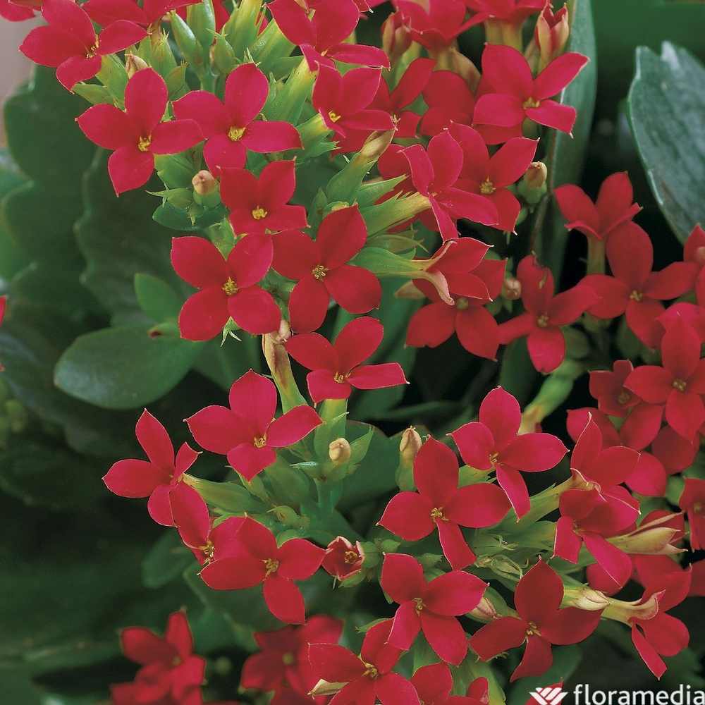 Kalanchoé : jardinière 40 cm