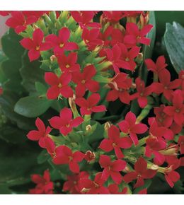 Kalanchoé : jardinière 40 cm