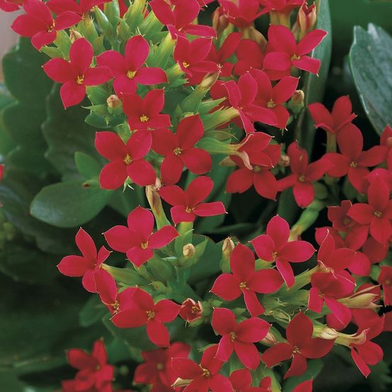 Kalanchoe artificiel rose clair 35,5 cm - Jardinières artificielles Kalanchoe artificiel rose clair 35,5 cm - Jardinières artificielles