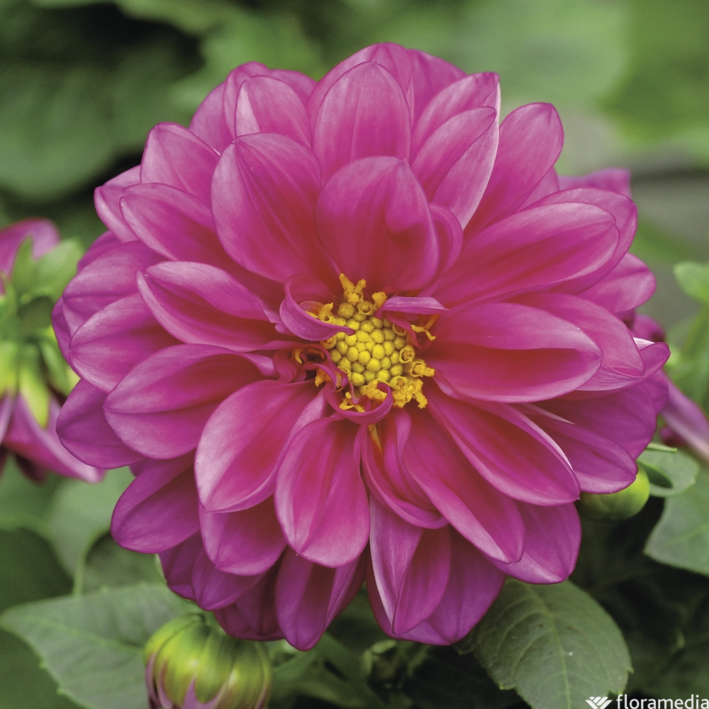 Dahlia : C4,5 litres - Coloris variables