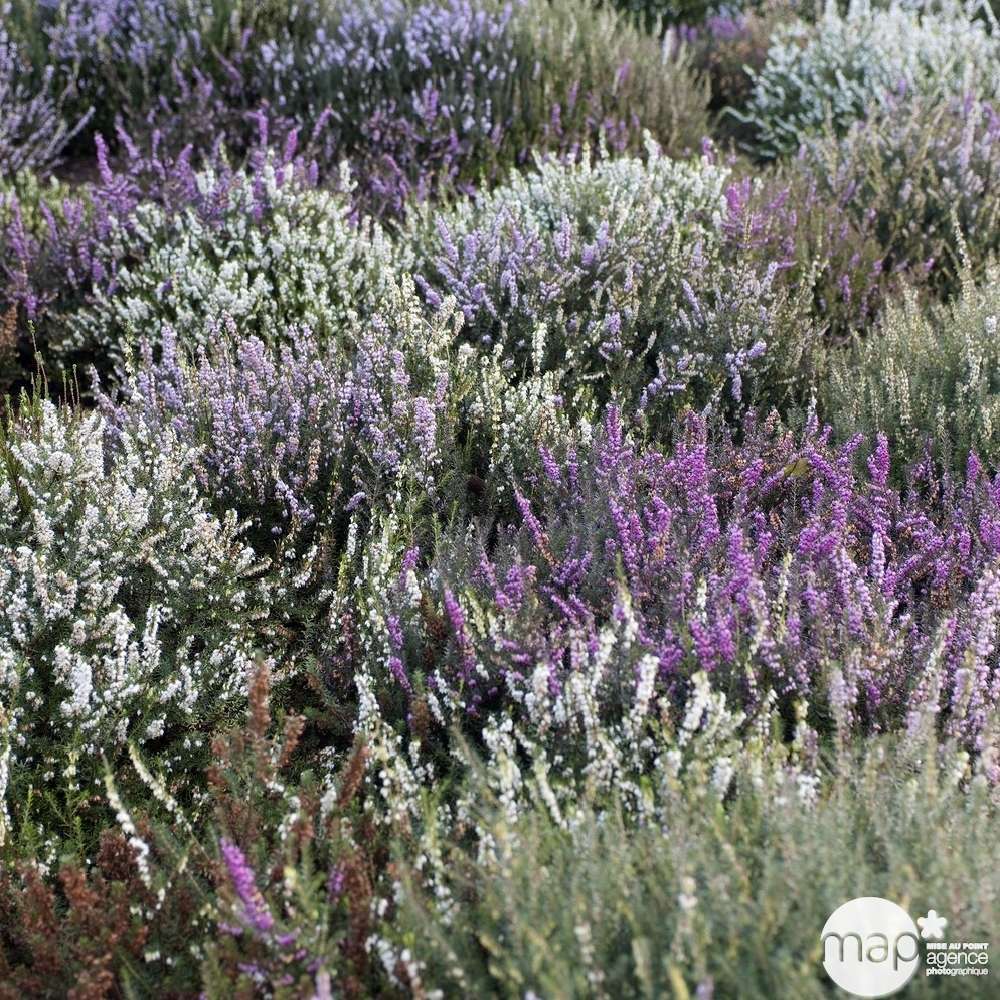 Calluna Garden Girls® : barquette de 6 plants