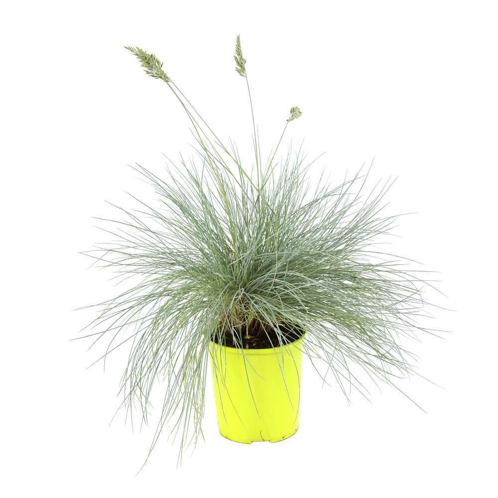 Festuca intens blue : pot Ø 17 cm