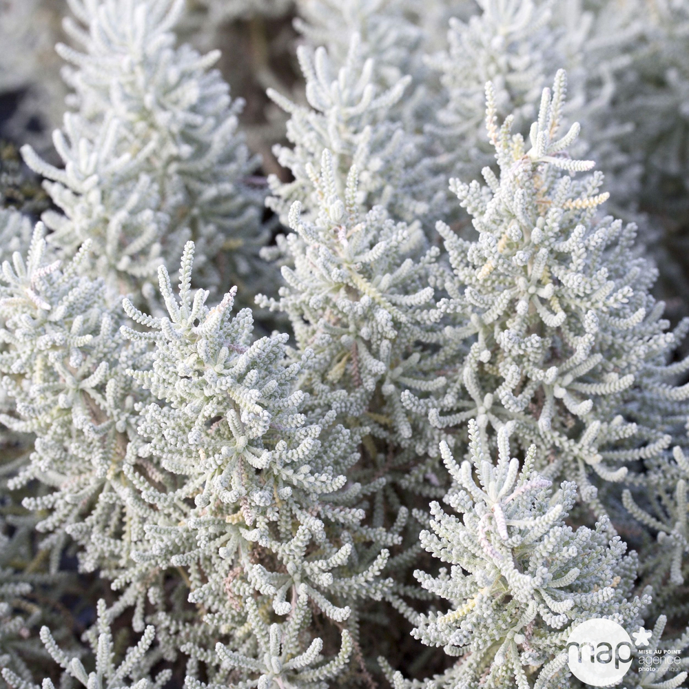 Santolina grise : pot 3L