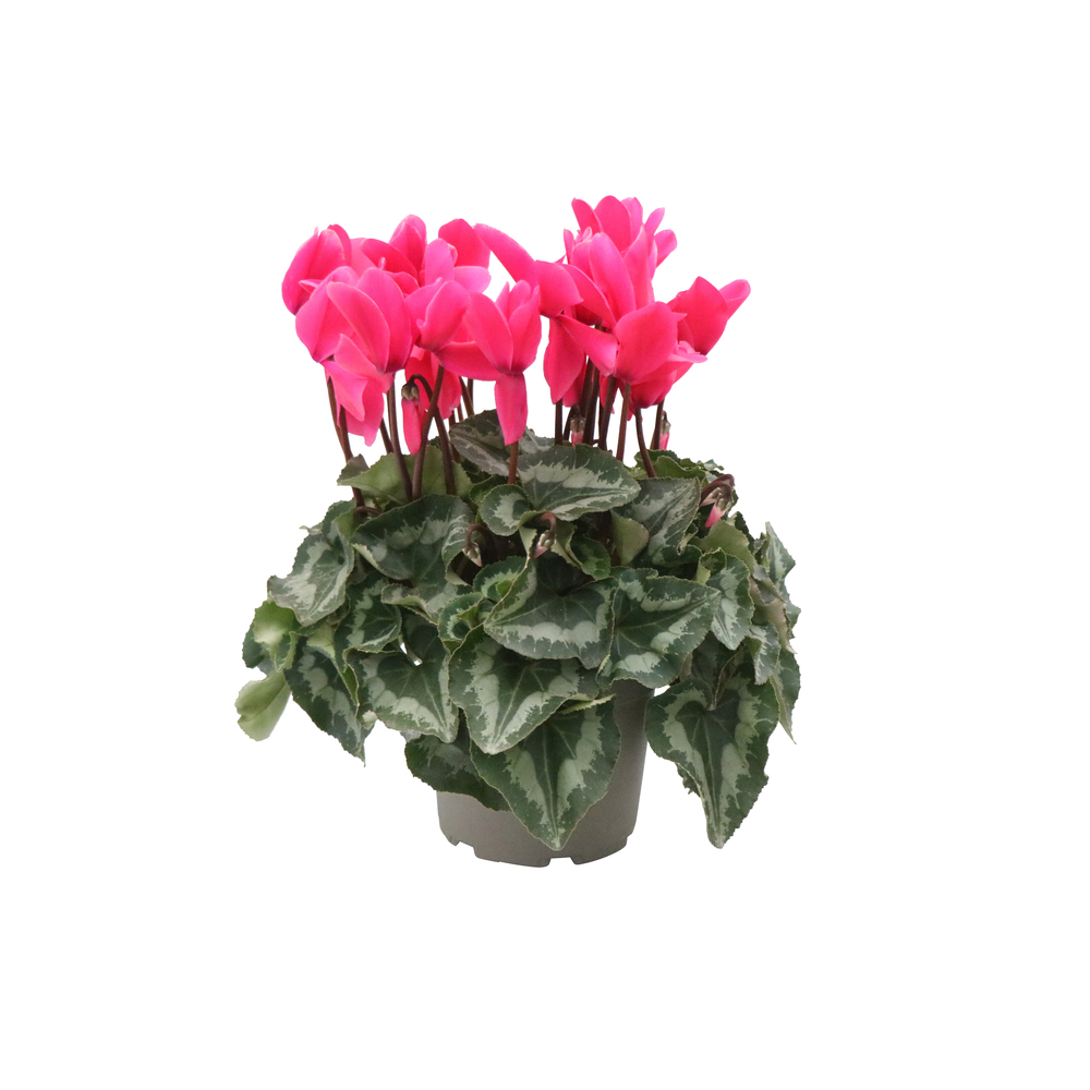 Cyclamen à grosses fleurs : pot Ø 16 cm