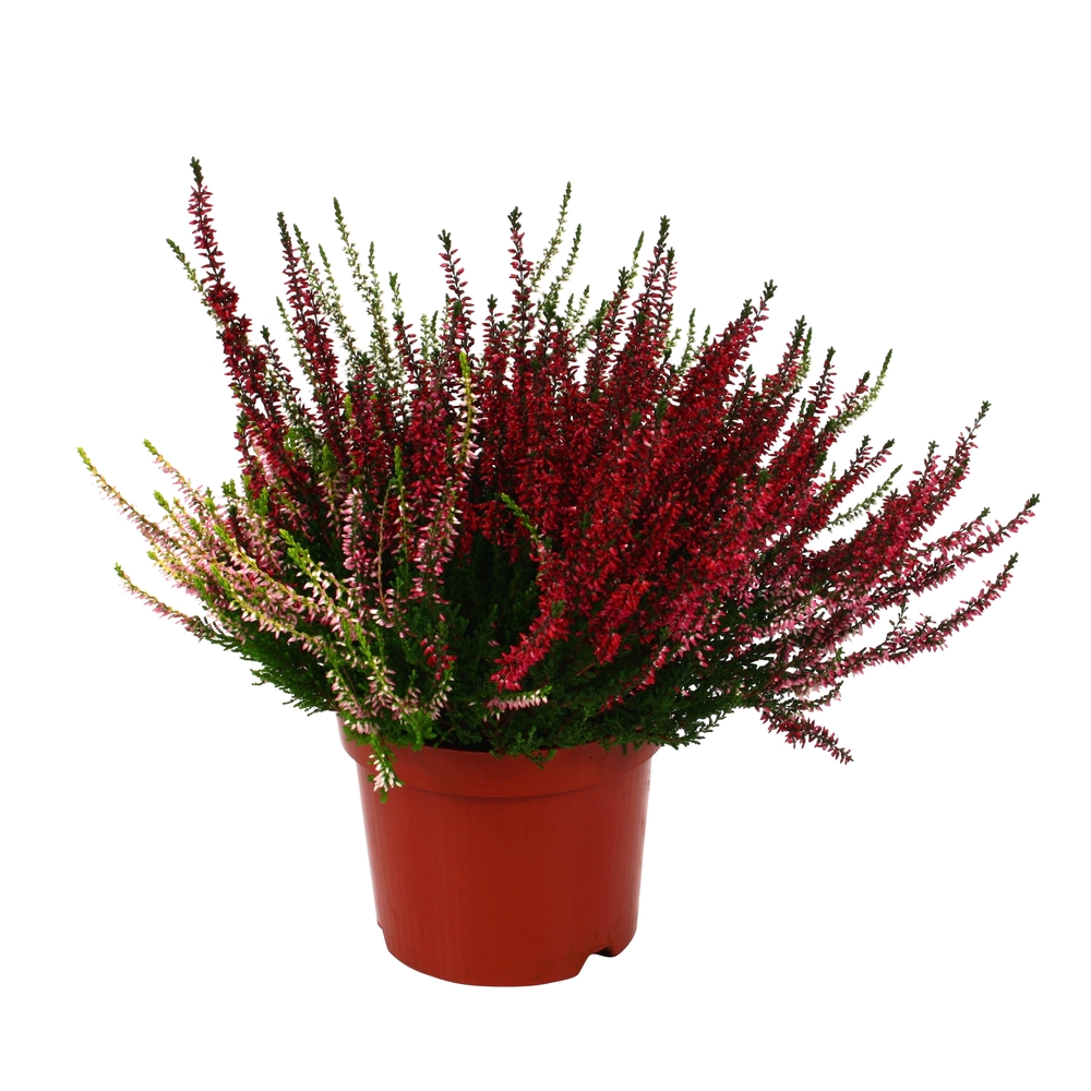 Calluna Beauty Ladies® trio : conteneur de diamètre 17 cm