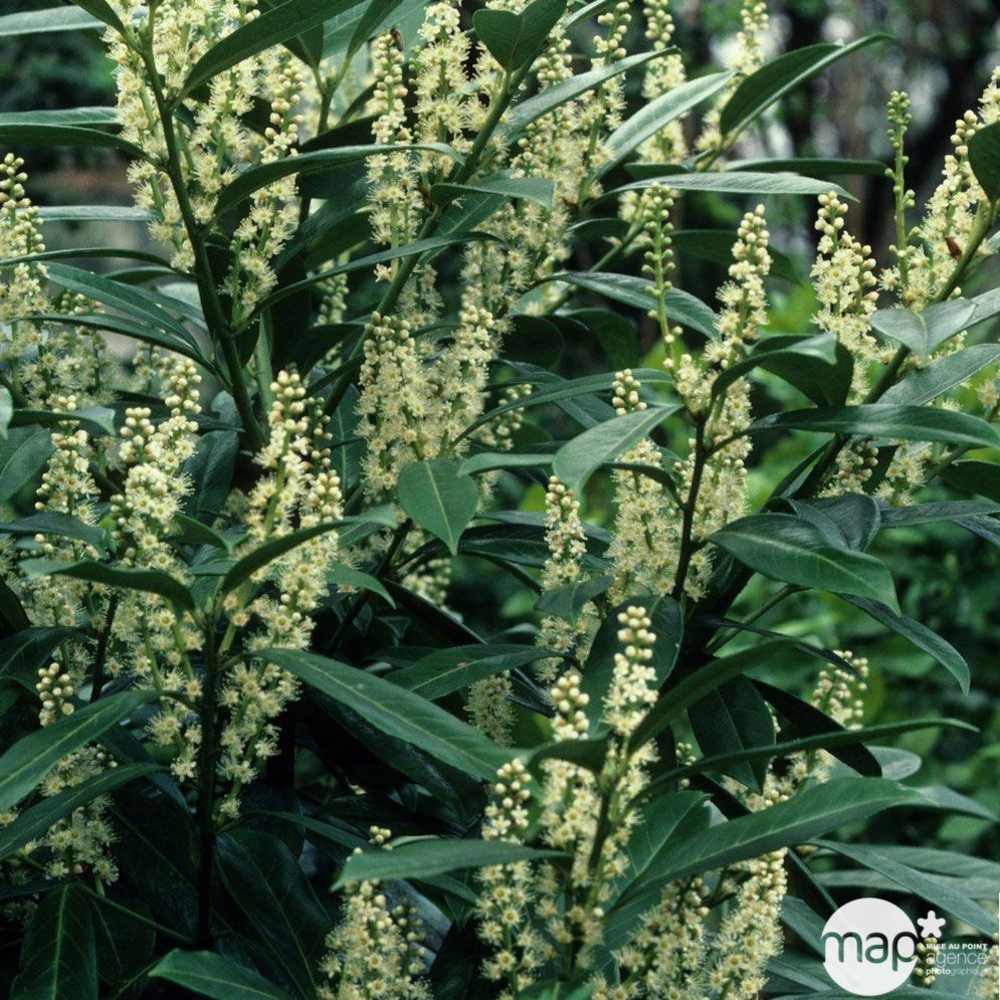 Prunus laurocerasus 'Caucasica ': conteneur 15 litres Hauteur 80/100cm