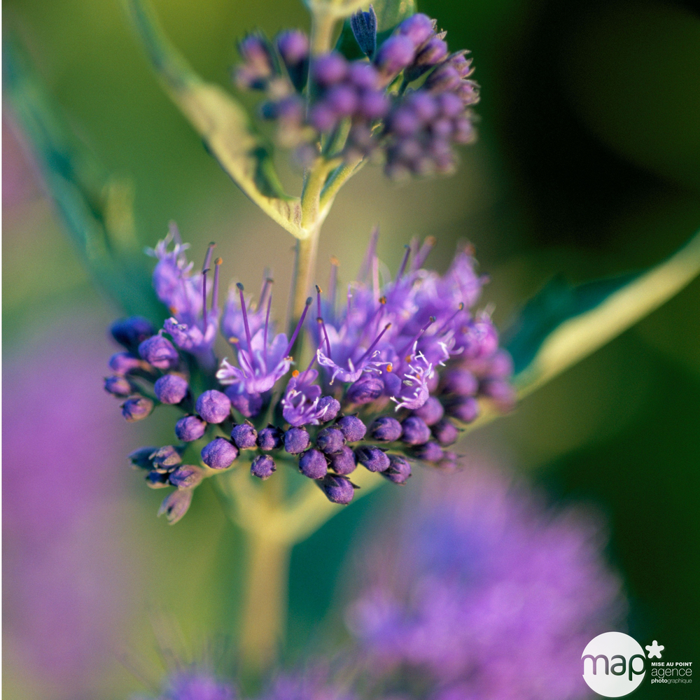 Caryopteris x clandonensis ' Heavenly Blue ' : ctr 5 litres