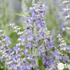 Perovskia atriplicifolia 'Lacey Blue' ®:ctr3L