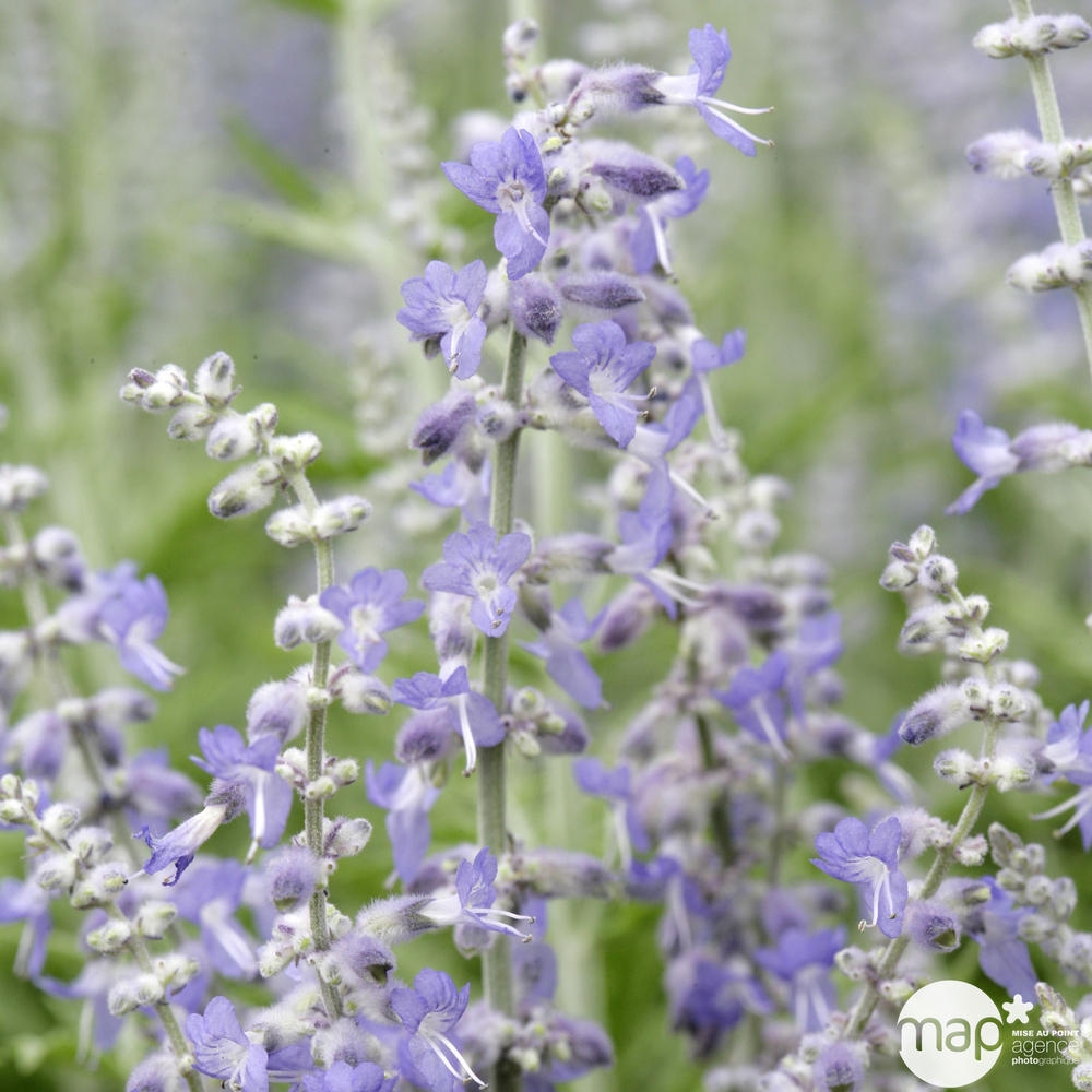 Perovskia atriplicifolia 'Lacey Blue' ®:ctr3L