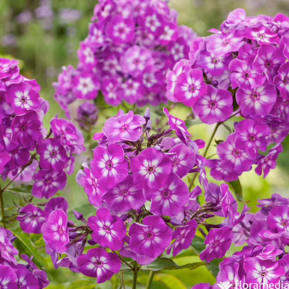 Phlox Laura : godet vert