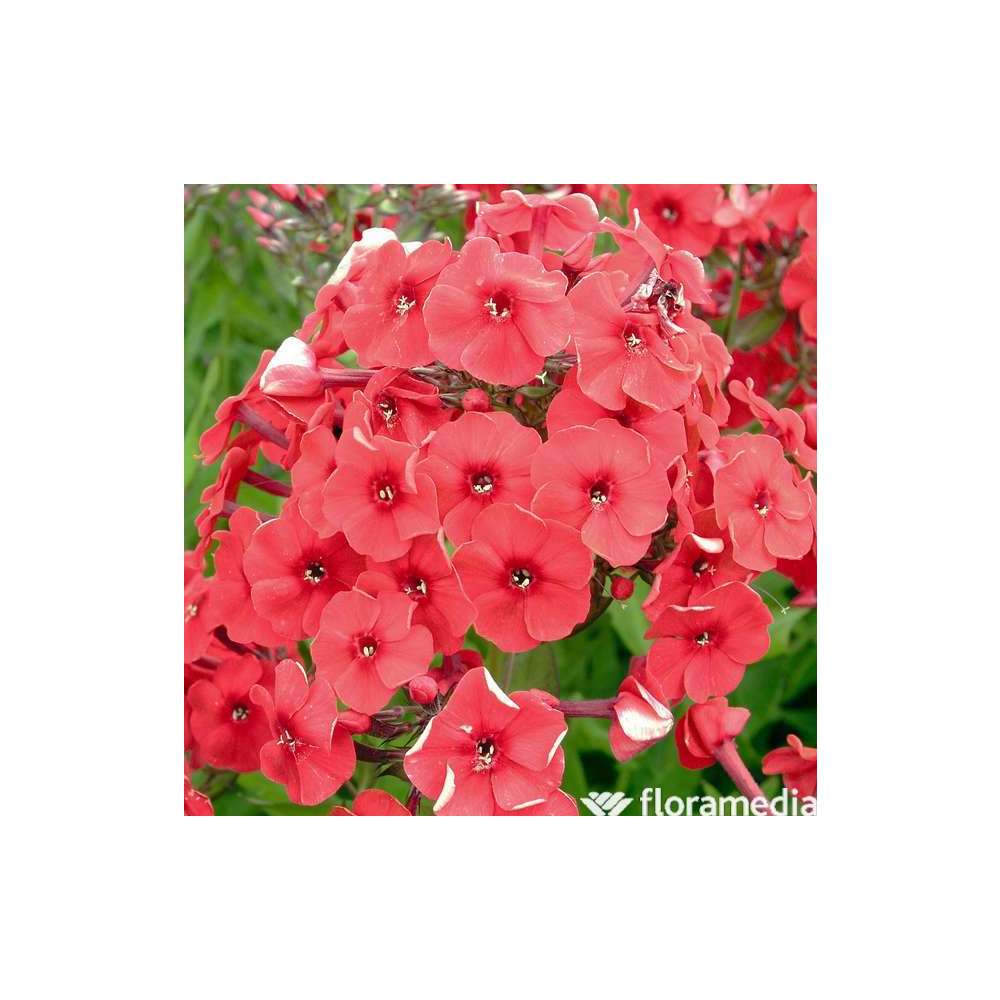 Phlox Red Riding Hood : godet vert
