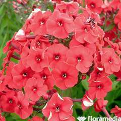 Phlox Red Riding Hood : godet vert