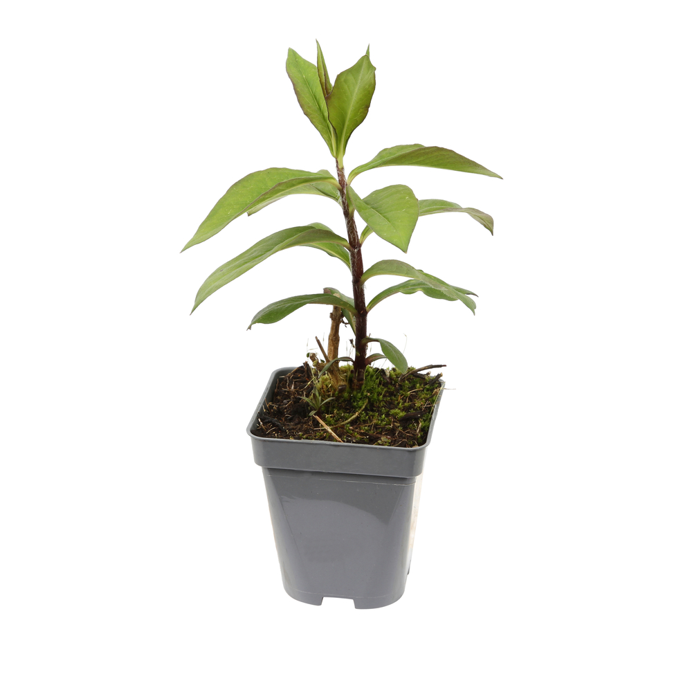 Phlox Düsterlohe : godet vert