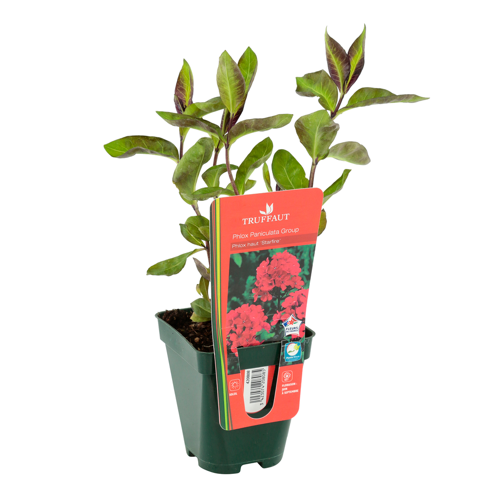 Phlox Starfire : godet vert