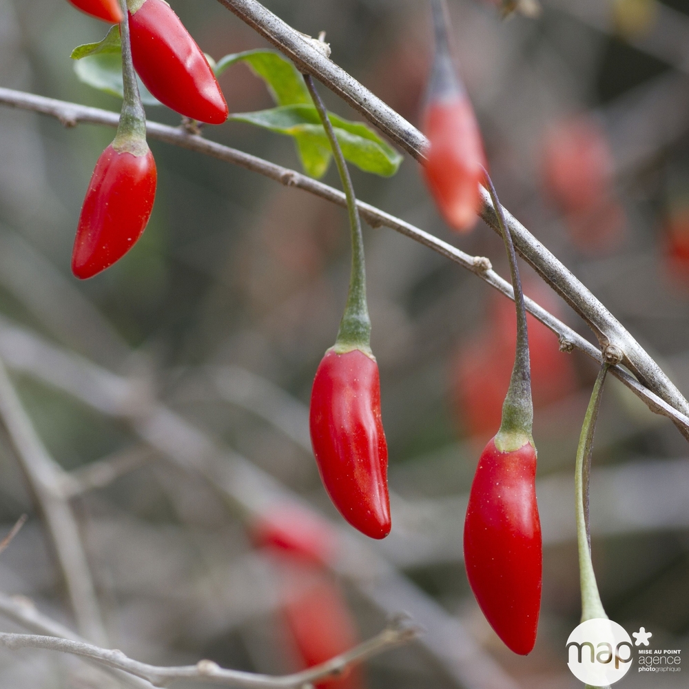 Goji : pot de 1,5 litres