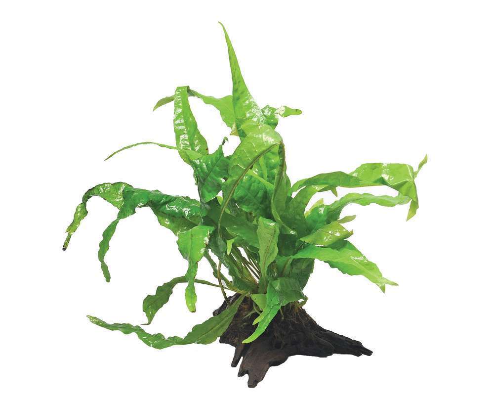 Plante aquatique cultivée sur racine pour aquarium, taille S