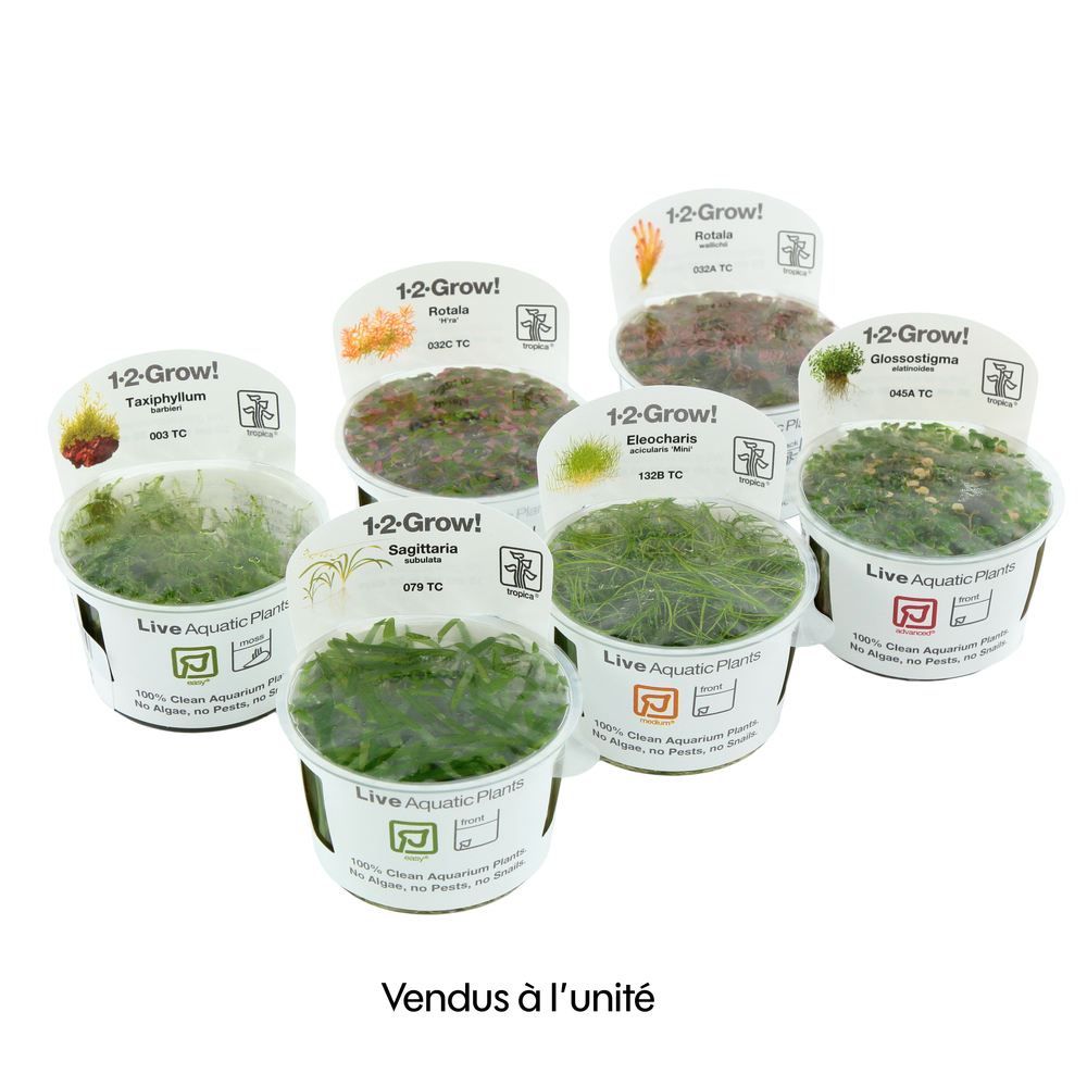 Plante aquatique in vitro pour aquarium