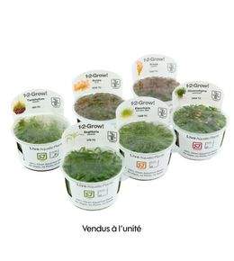 Plante aquatique in vitro pour aquarium