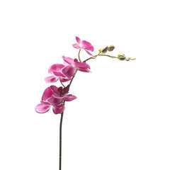 Tige orchidée 5 feuilles, rose H. 75 cm