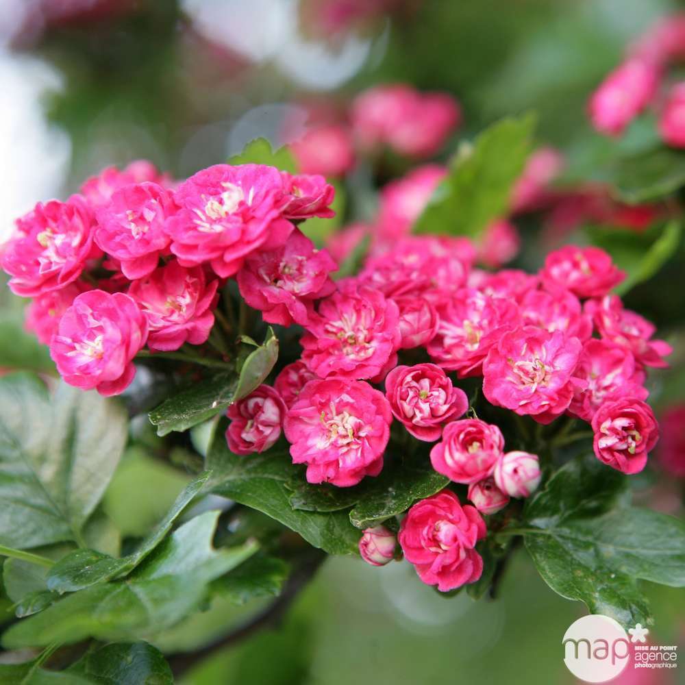 CRATAEGUS P.SCARLET C 4L LDD-(857809)