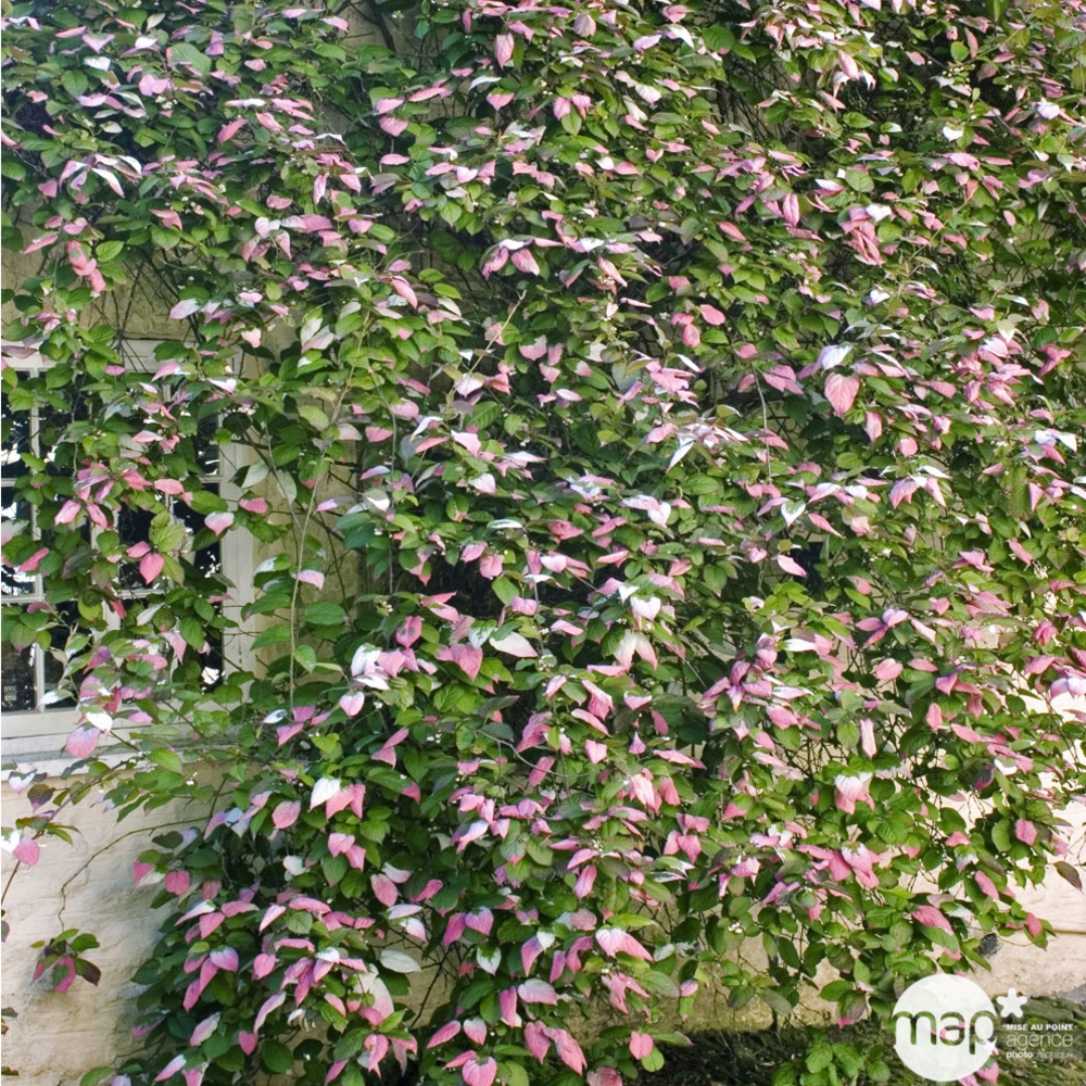 Actinidia kolomikta : H 90/120 : ctr de 3 litres