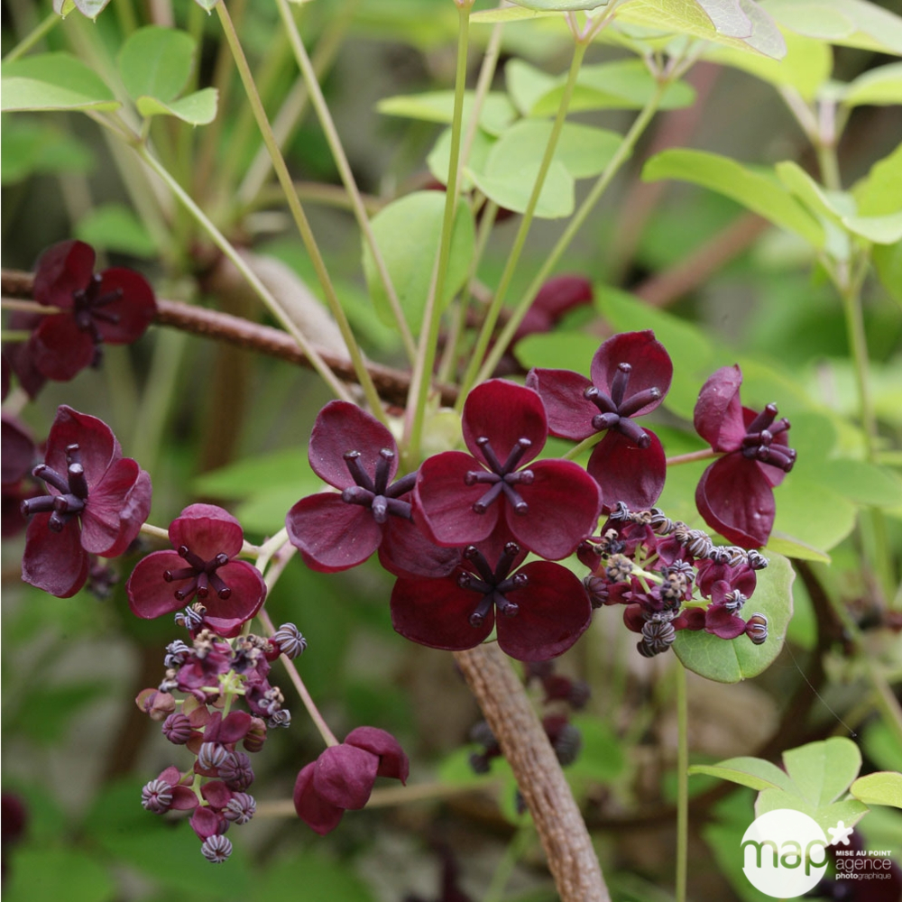 Akebia quinata : ctr de 3 litres H 90/120 cm Echelle