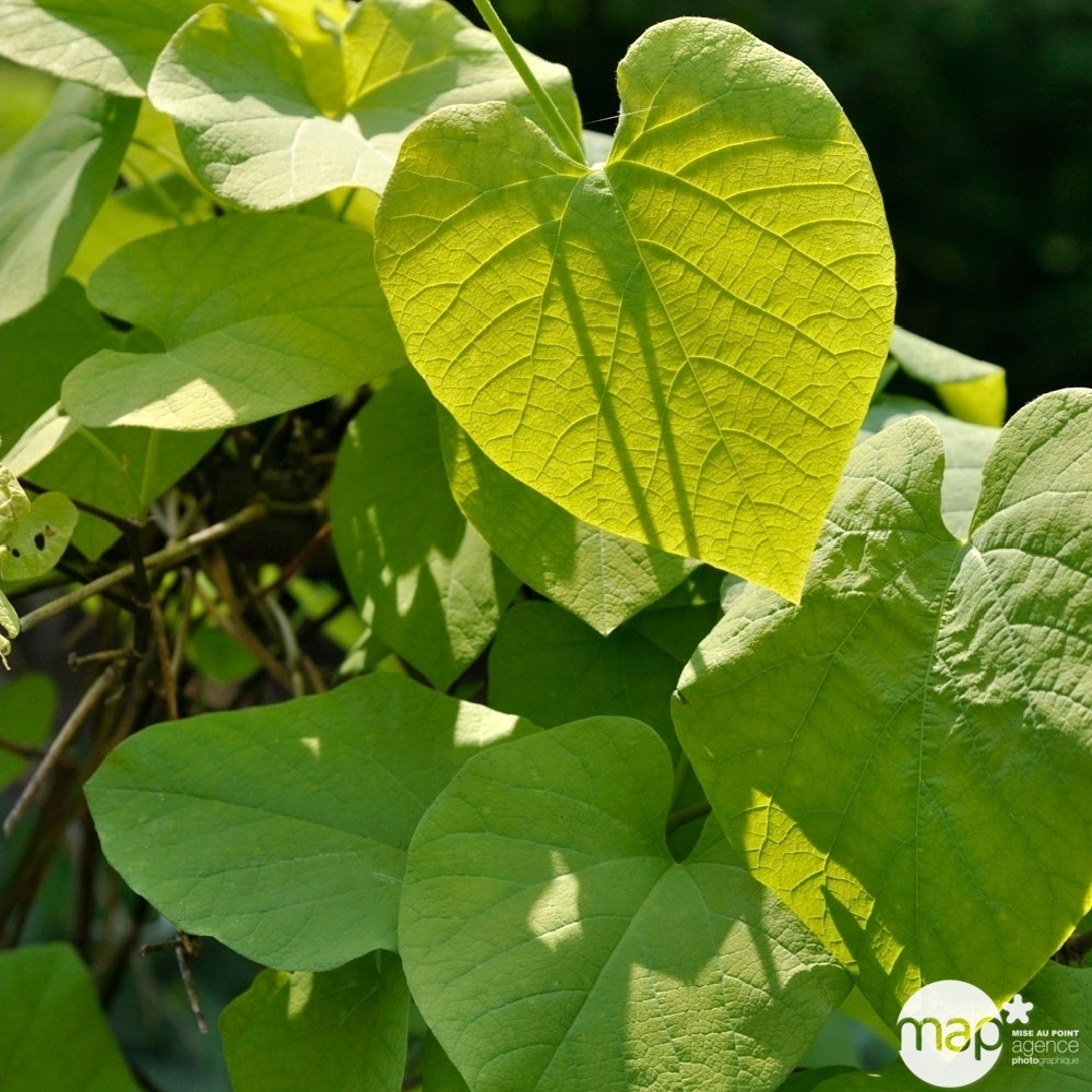 Aristolochia macrophylla : Hauteur 90/120cm Conteneur 3 Litres Echelle
