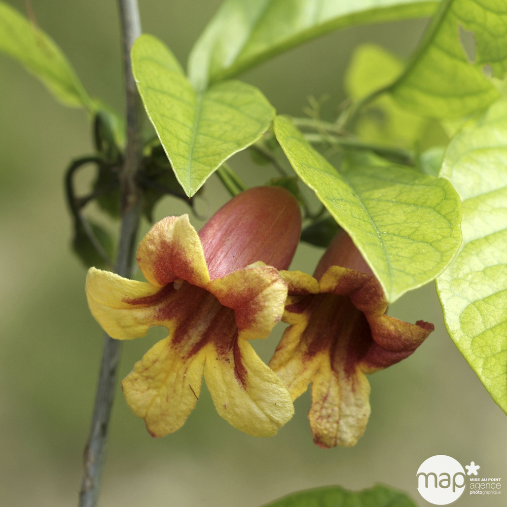 Bignonia capreolata : conteneur 3 litres H 90/120 cm Echelle