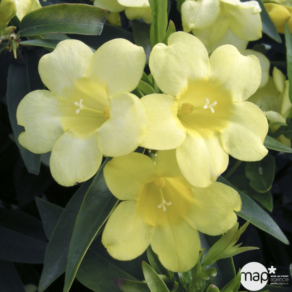 Gelsemium sempervirens: échelle h 90/120 cm conteneur 3 litres