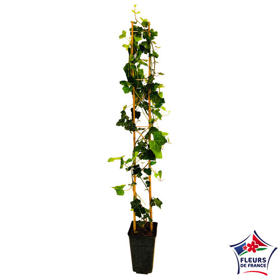 Hedera, pot 3L Echelle H90/120cm