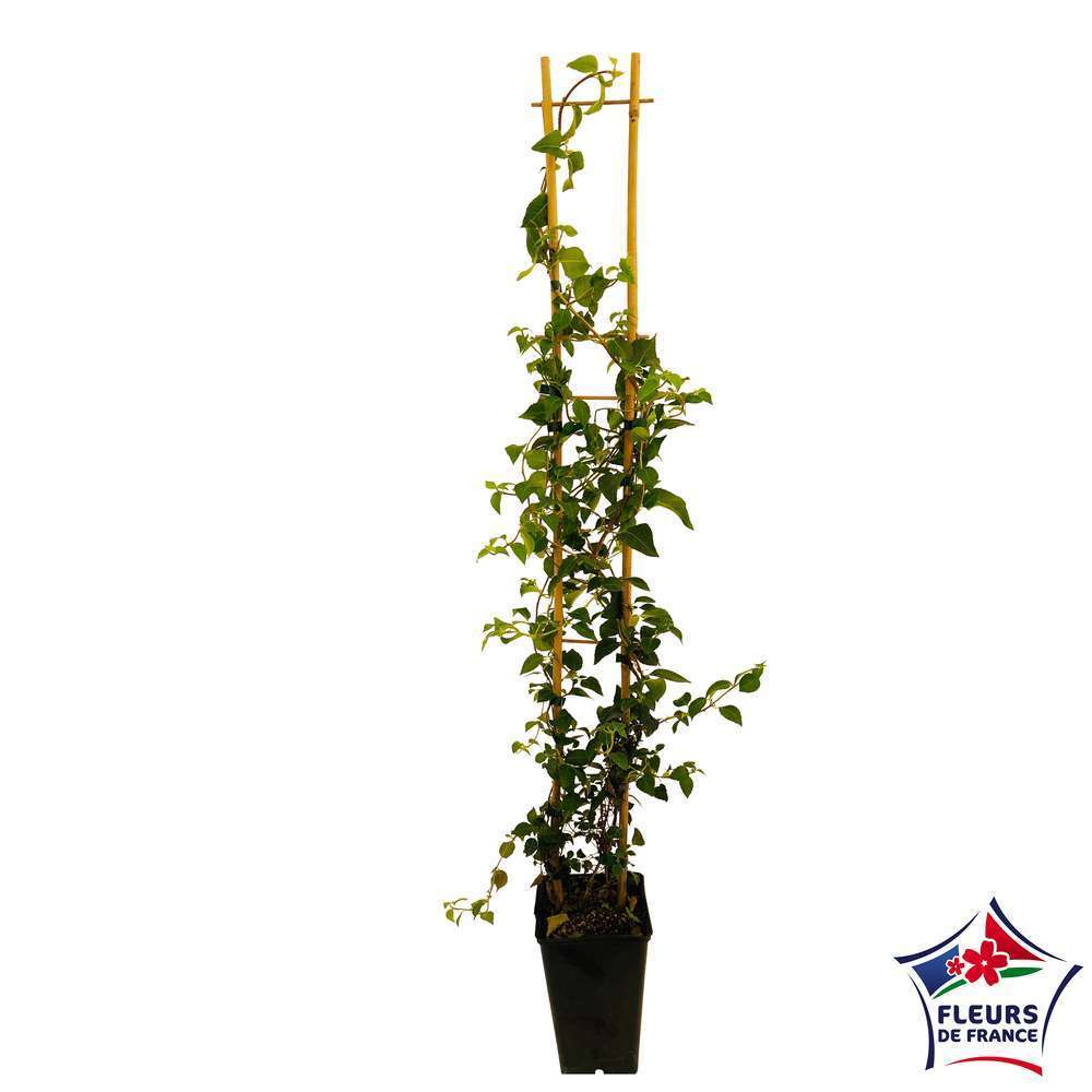 Hydrangea 'Winter Surprise':h90/120cm pot3L