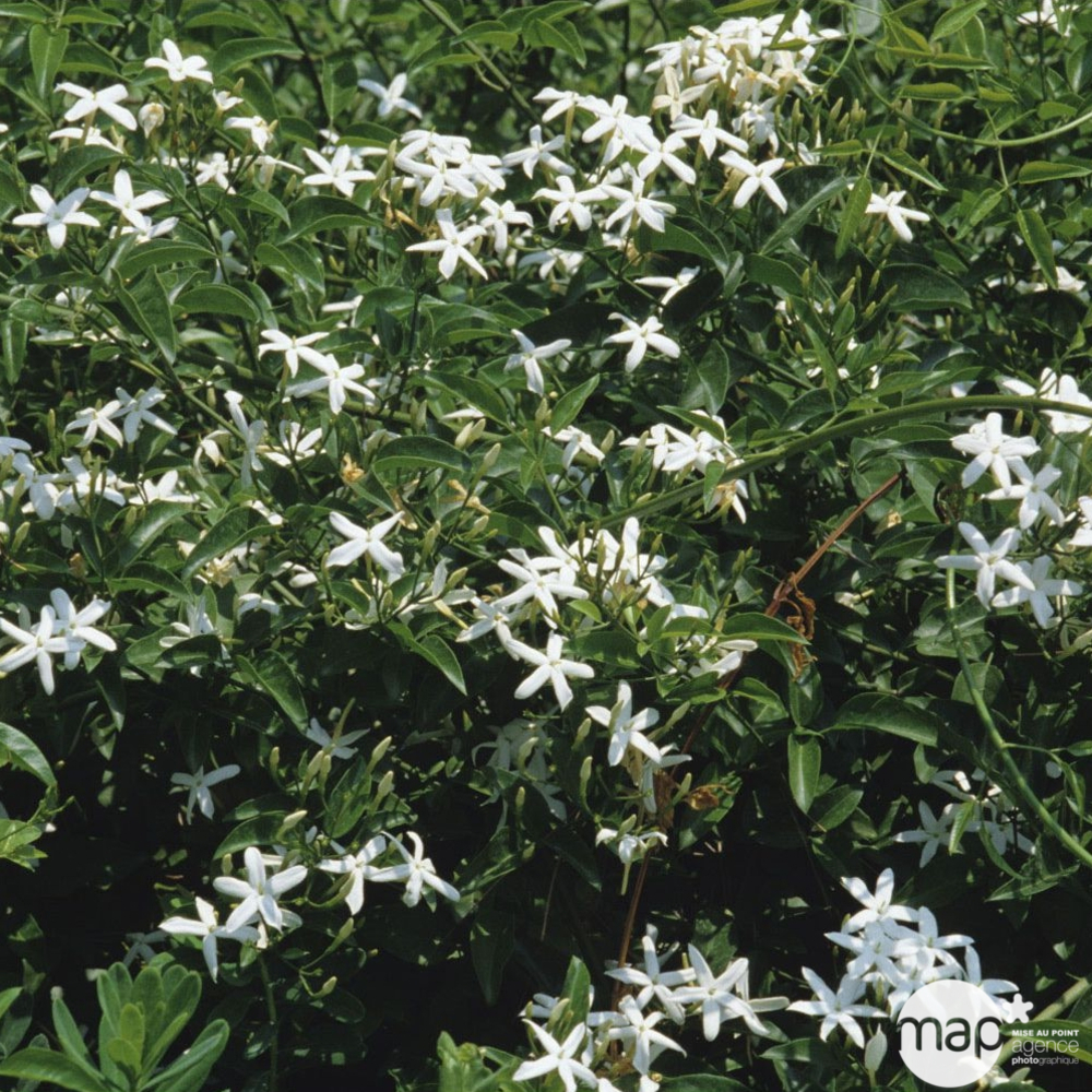 Jasminum officinale : C3L h.90/120 Ã©chelle