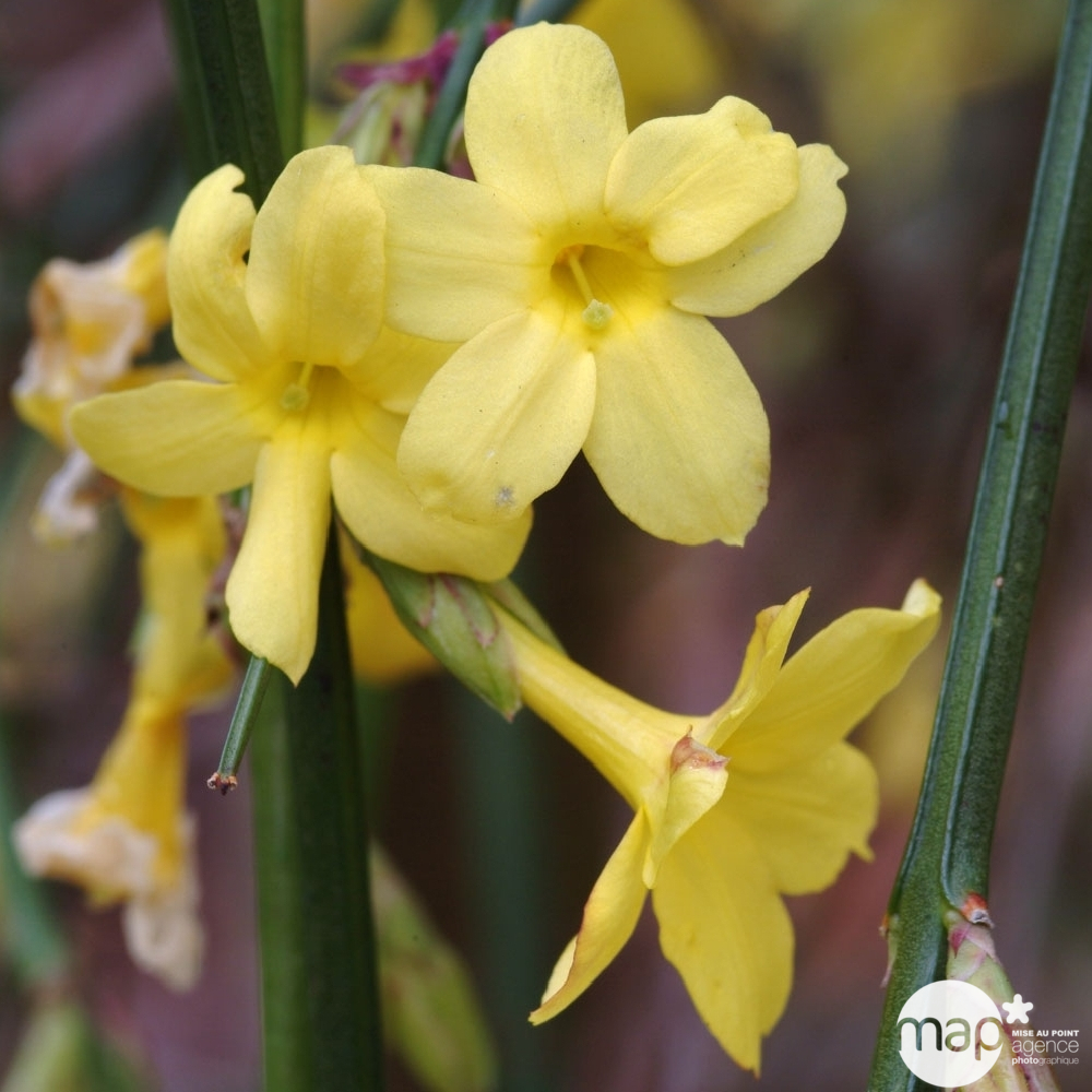 Jasminum nudiflorum ech : H 90/120 cm : ctr de 3 Litres