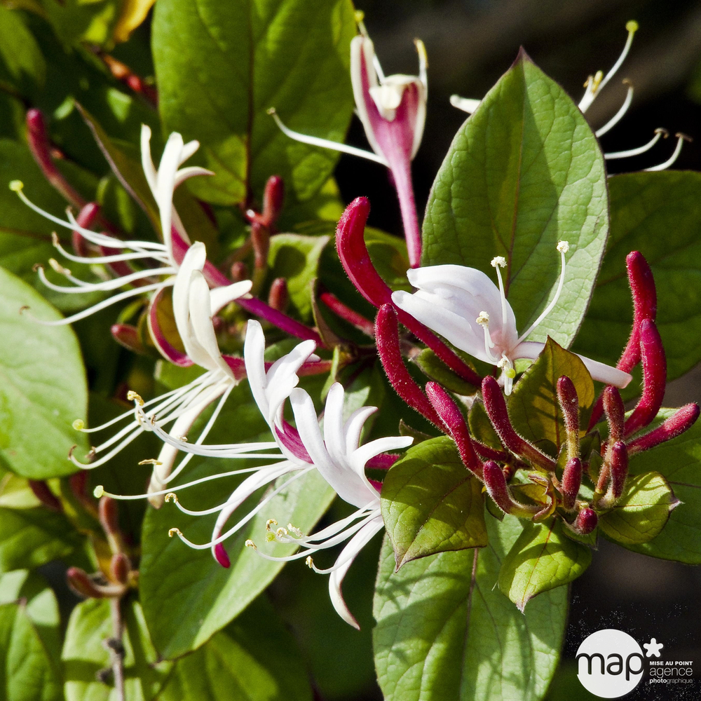 Lonicera japonica 'Sinensis ': C3L 90/120 Ã©ch