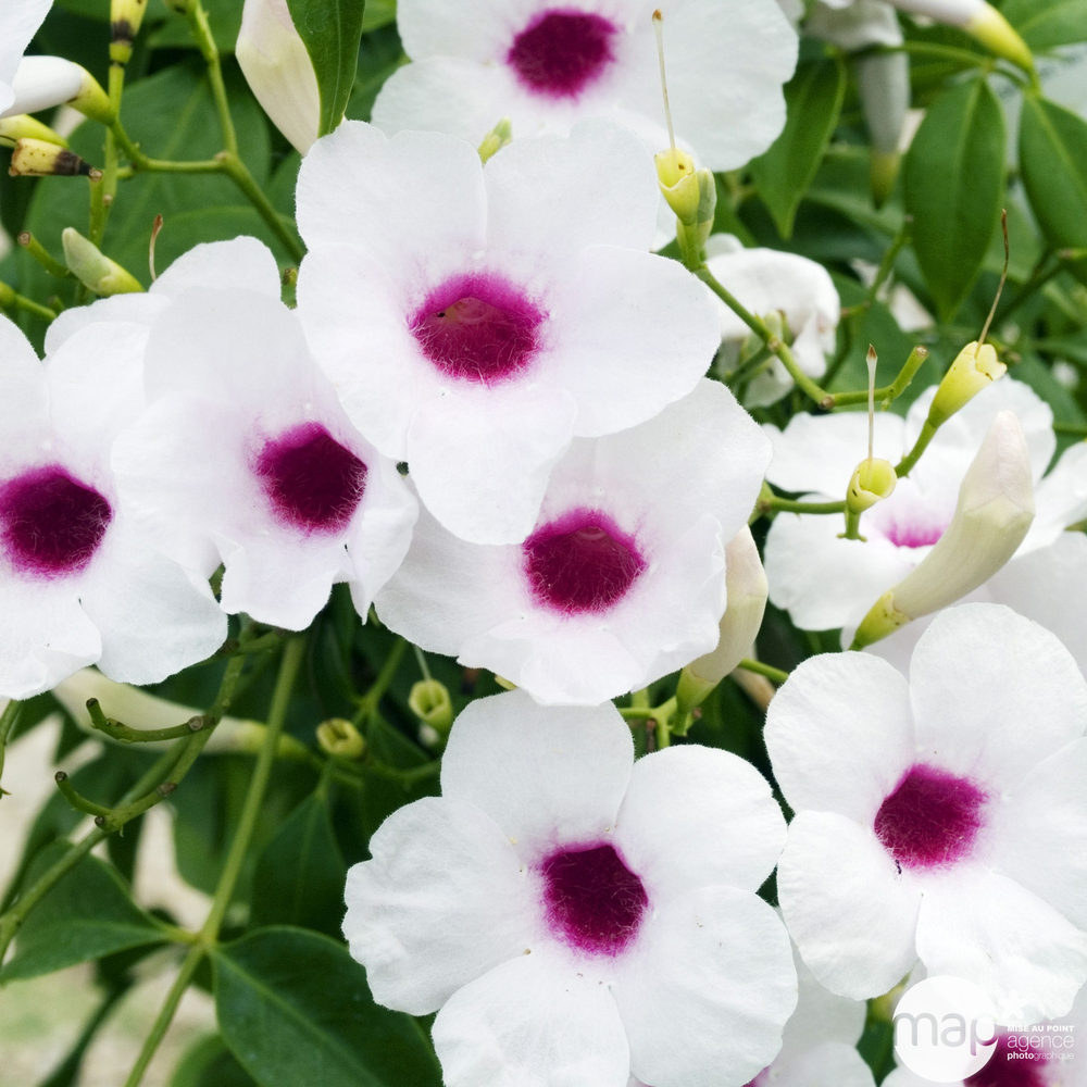 Pandorea jasminoïdes: H90/120 cm pot 3L