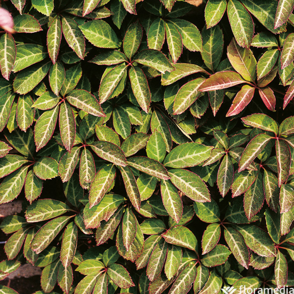 Parthenocissus : C3L
