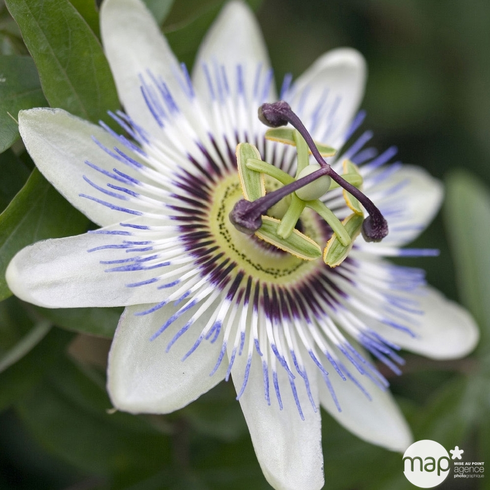 Passiflora caerulea : H 90/120 : ctr de 3 litres