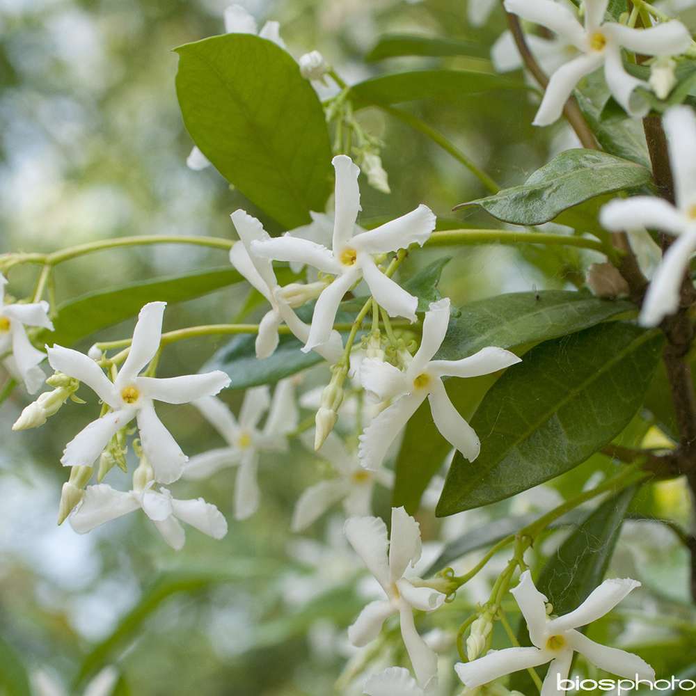 Trachelospermum, Ã©chelle: h.90/120cm, pot 3L