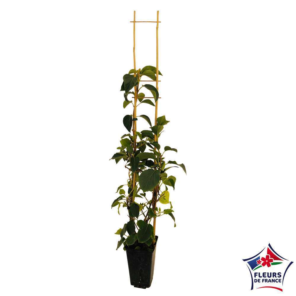 Schizophragma hydrangeoides:h.90/120cm 3L