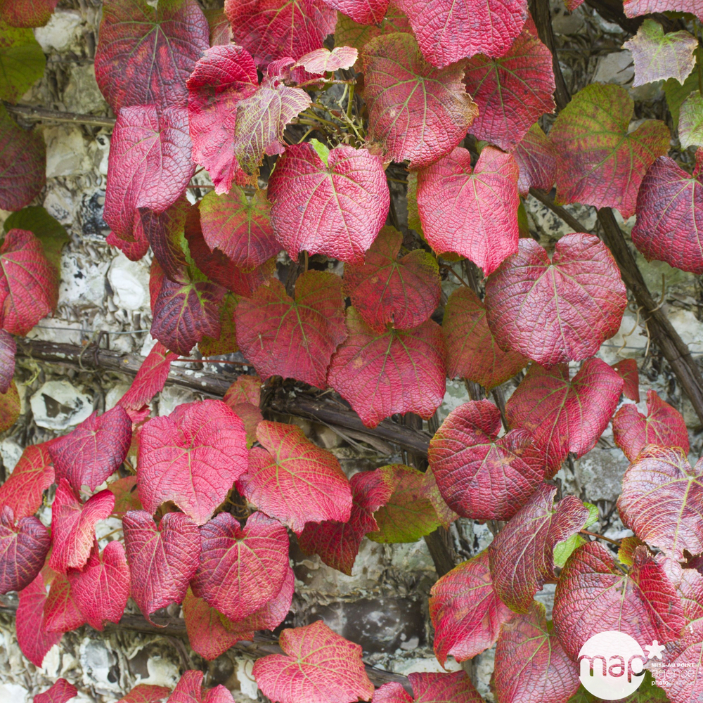 Vitis coignetiae : Hauteur 90/120 cm Echelle Conteneur de 3 Litres