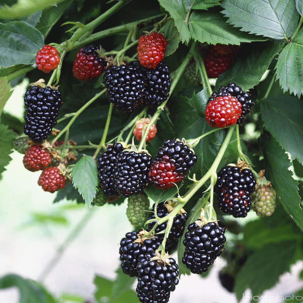 Mûrier 'Triple Crown' : pot de 6 litres