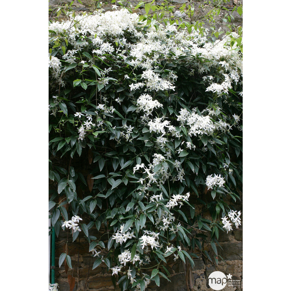 Clematis armandii: Pyramide : ctr de 6 Litres