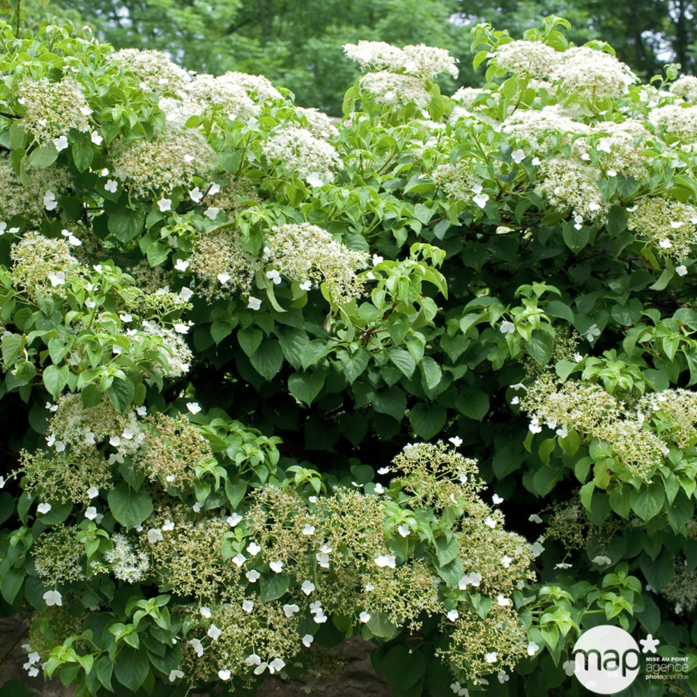Hydrangea petiolaris : Pyramide : ctr de 6 litres