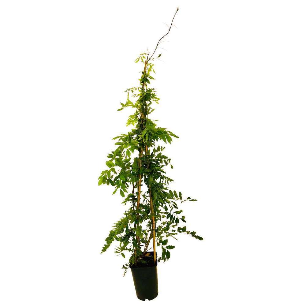 Wisteria sinensis bleu : pot 6L Pyramide