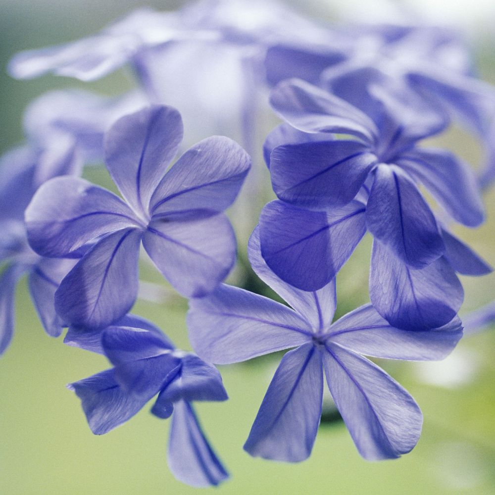 Plumbago auriculata : conteneur 6 litres