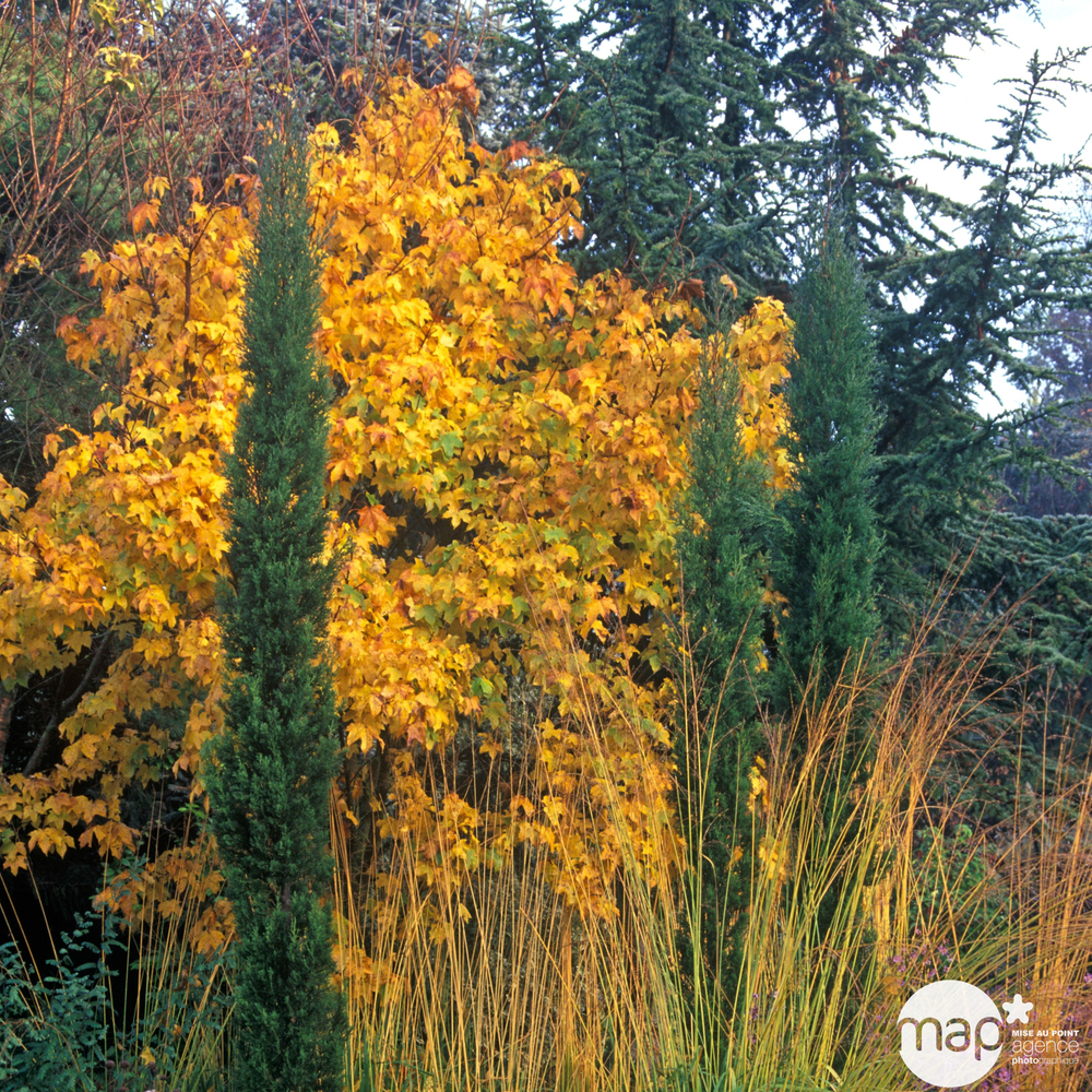 Cupressus Sempervirens Totem : Hauteur 200/250 cm : pot 30 L