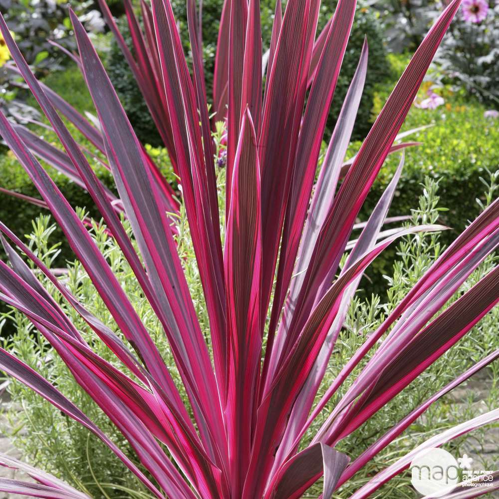 Cordyline australis : hauteur 125/150 cm conteneur 30 litres