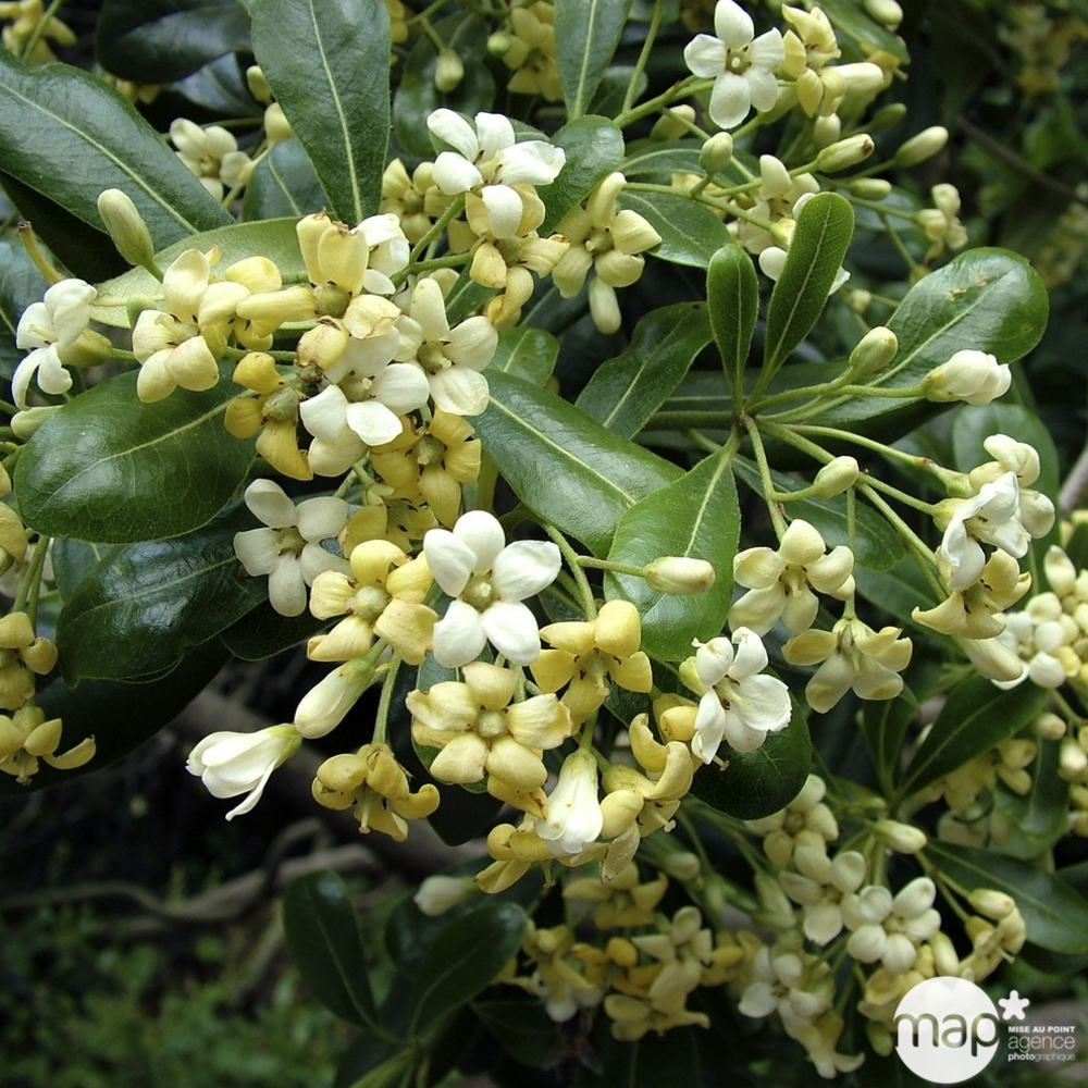 Pittosporum Tobira H.125/150 cm - Pot 30L