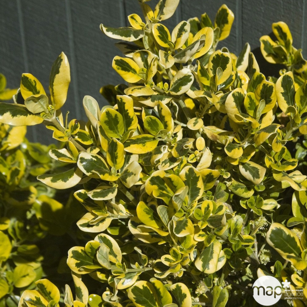 Euonymus japonicus ' Aureo Marginatus ' : ctr 10 litres
