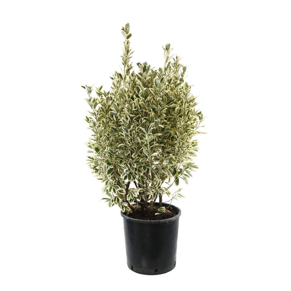 Euonymus japonicus ' Bravo ' : H 80/100 cm : ctr 18 litres